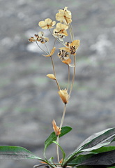 Bupleurum angulosum