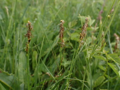 Carex tomentosa