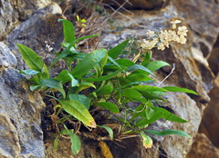 Bupleurum angulosum