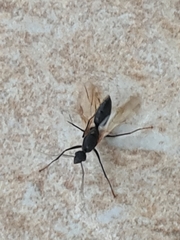Camponotus