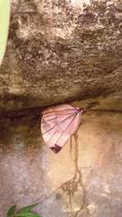 Amathuxidia amythaon dilucida