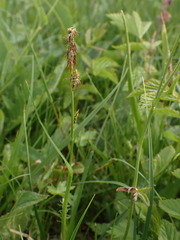 Carex tomentosa
