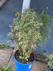 Melanthiaceae