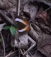 Yoma algina