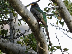 Trogon elegans