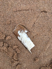 Ensis
