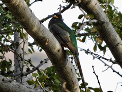 Trogon elegans