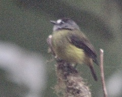 Myiotriccus ornatus