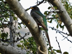 Trogon elegans
