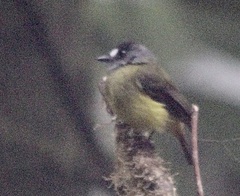 Myiotriccus ornatus