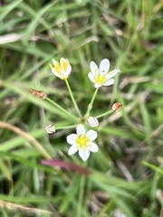 Nothoscordum