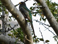 Trogon elegans