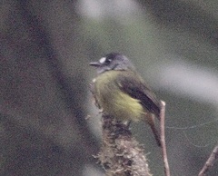 Myiotriccus ornatus