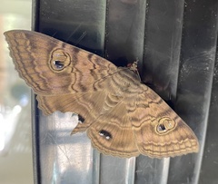 Speiredonia spectans