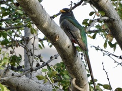 Trogon elegans