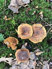 Cortinarius cinnamomeus