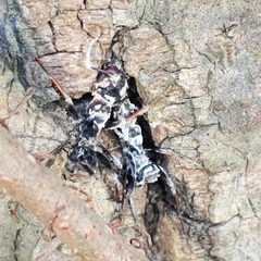 Ophiocordyceps unilateralis