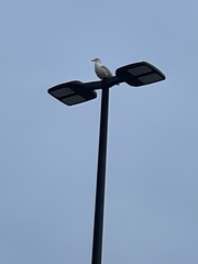 Larus delawarensis