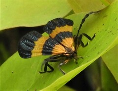 Calopteron bifasciatum