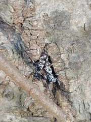 Ophiocordyceps unilateralis