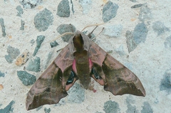 Smerinthus ocellata