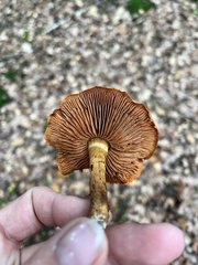 Cortinarius cinnamomeus