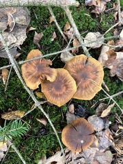 Cortinarius cinnamomeus