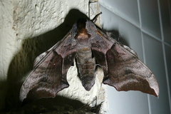 Smerinthus ocellata
