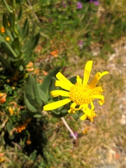 Senecio pyrenaicus
