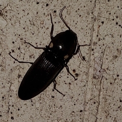 Deilelater physoderus