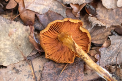 Cortinarius cinnamomeus