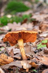 Cortinarius cinnamomeus