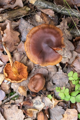 Cortinarius cinnamomeus