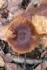 Cortinarius cinnamomeus