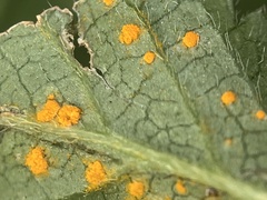 Phragmidium potentillae