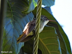 Saucerottia cyanocephala