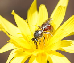 Parasphecodes