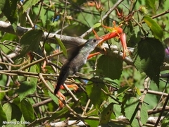 Saucerottia cyanocephala
