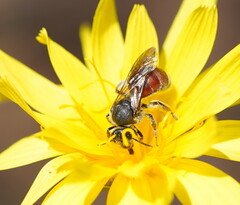 Parasphecodes