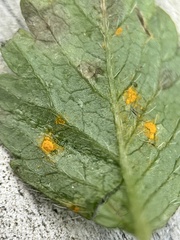 Phragmidium potentillae