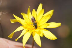 Microseris