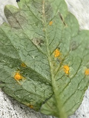 Phragmidium potentillae