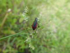 Malachius aeneus