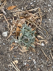 Sphaeralcea hastulata