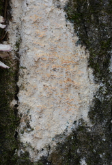 Corticiales
