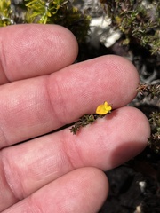 Aspalathus crassisepala