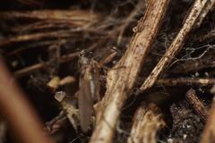 Lonchoptera bifurcata