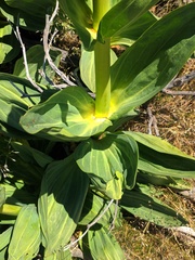Gentiana lutea