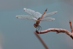 Tramea darwini
