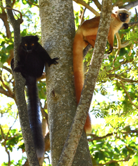 Eulemur macaco